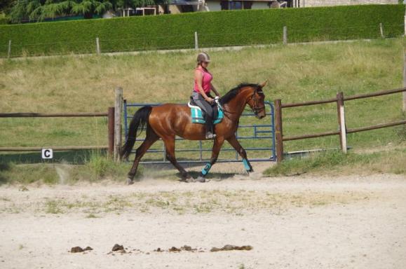 entraînement cheval