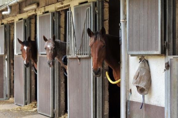 hébergement chevaux