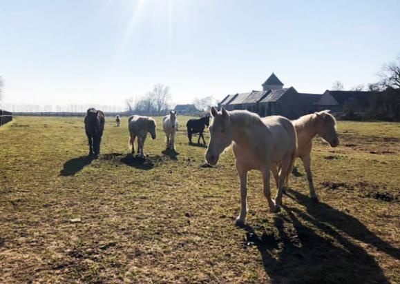 pension pour chevaux