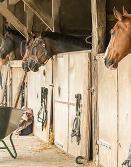 pension pour chevaux